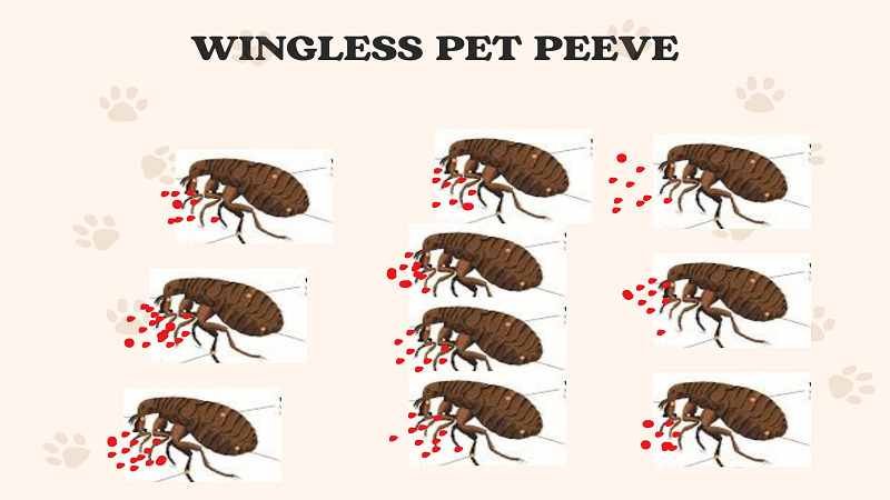 Wingless Pet Peeve : The Silent Productivity Killer You Must Fix